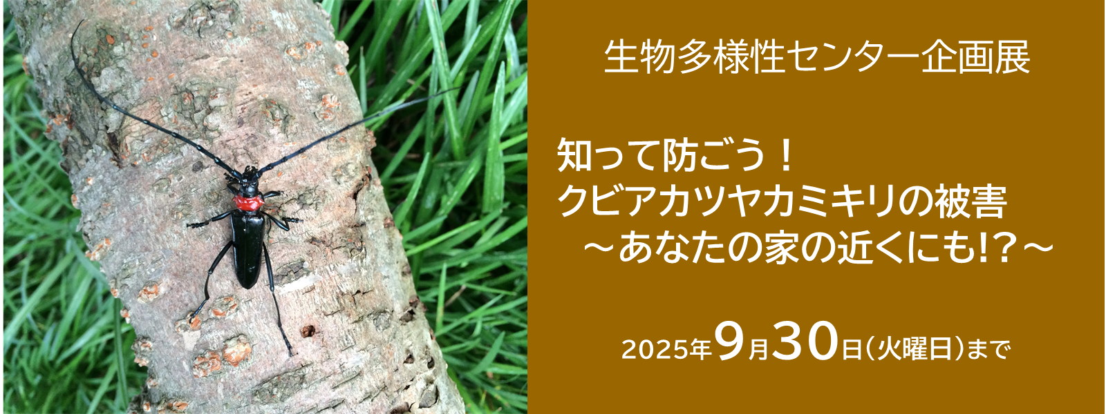 生物多様性センター企画展