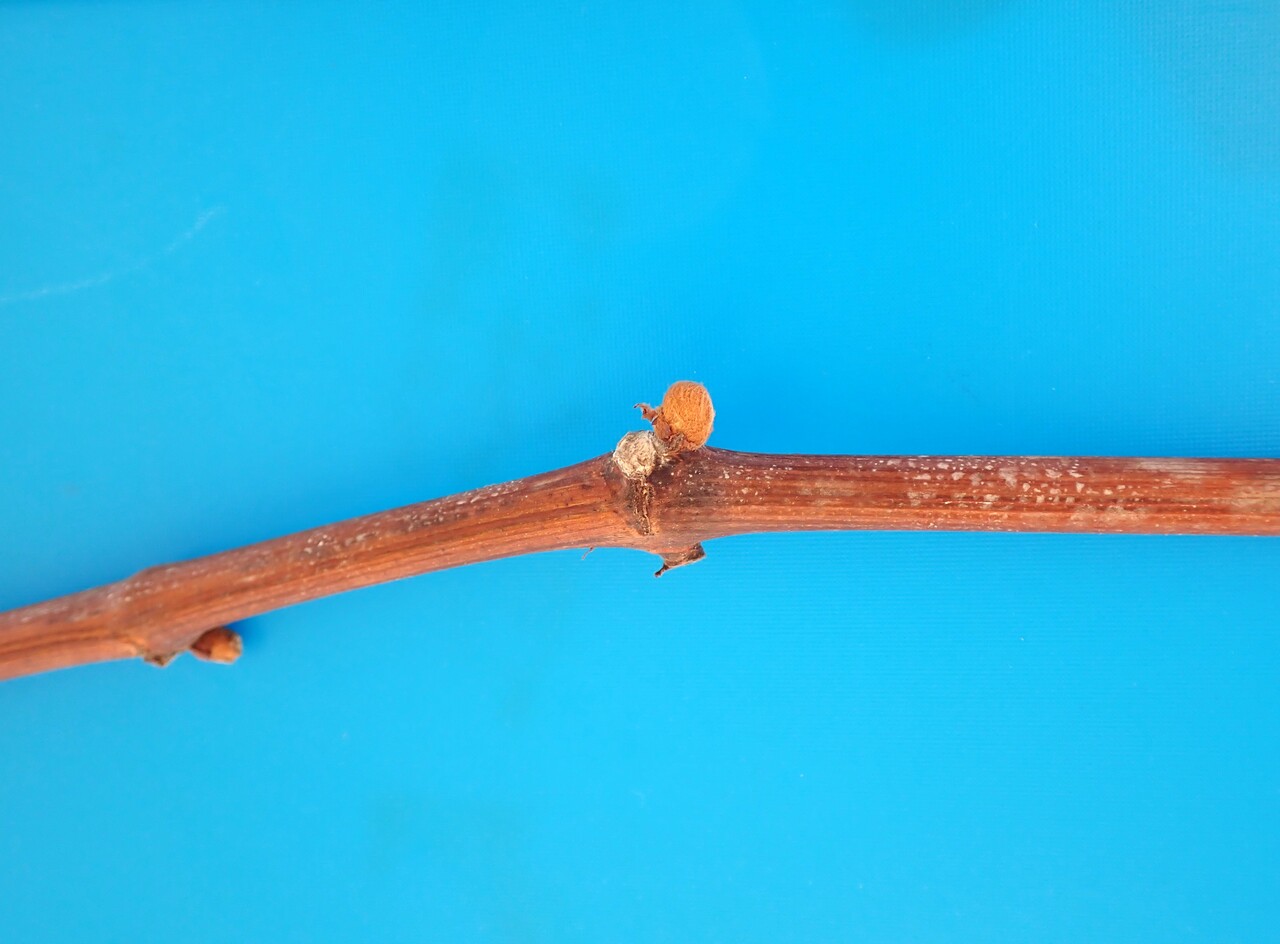 デラ発芽 デラウェアの発芽