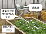 株元送風システムによる葉菜類の生育改善・病害抑制技術の開発
