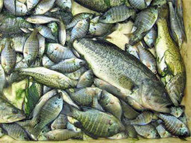 駆除した外来魚 駆除した外来魚