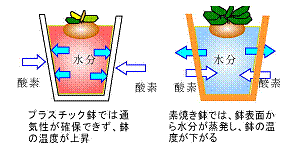 シクラメンの夏越し シクラメンの夏越し