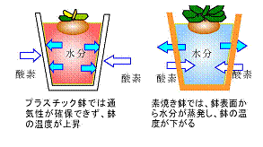 シクラメンの夏越し