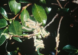 数枚の葉に群がって食害する幼虫。風下に毒毛が漂うので注意します。