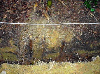 遮蔽板に沿って垂下した新地下茎 遮蔽板に沿って垂下した新地下茎