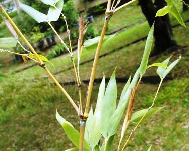 モウソウタマコバチの虫こぶも、一見、花のように見えます。 モウソウタマコバチの虫こぶも、一見、花のように見えます。