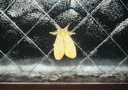 窓に飛来した成虫。成虫にも毒があります。 窓に飛来した成虫。成虫にも毒があります。