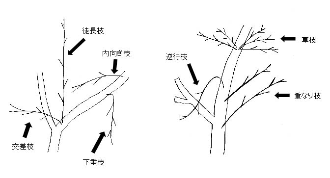 せん定する枝