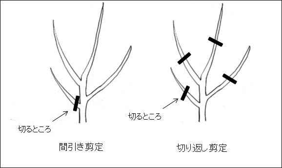 せん定の方法