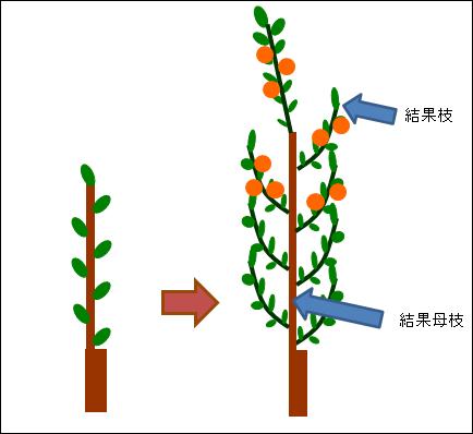 柿のせん定