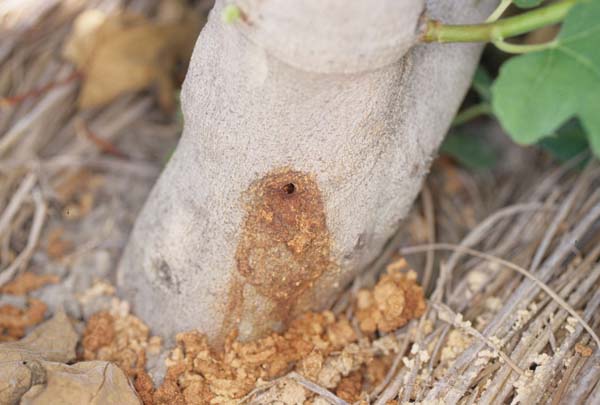 クワカミキリが木くずや糞を排出した穴 クワカミキリが木くずや糞を排出した穴