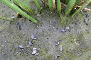 ヒメモノアラ貝 ヒメモノアラ貝