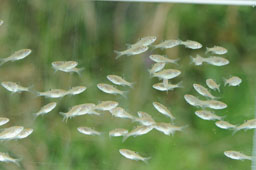 写真３　増加しつつある在来魚（タナゴ類の稚魚）