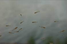 写真1　淀川で確認されたイタセンパラの仔稚魚（2012（平成24）年5月14日（左）)