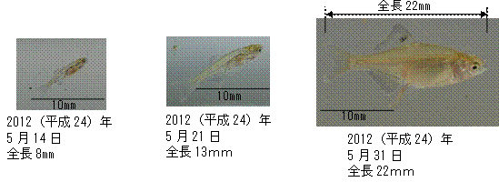 写真２　イタセンパラ仔稚魚の大きさの推移