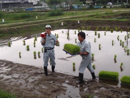 稲の説明