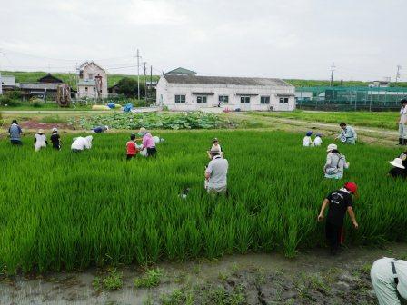 「田んぼの生きもの教室」水田での草取り（8月4日）