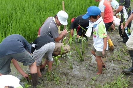 「田んぼの生きもの教室」水田に生えていた希少植物の移殖（8月4日）