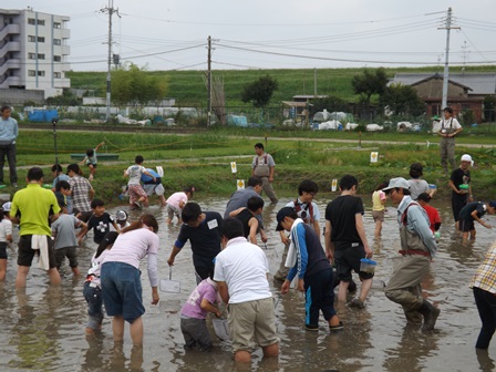 田んぼで生きもの探し（6月21日）