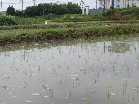 田植え後の田んぼ（6月21日）