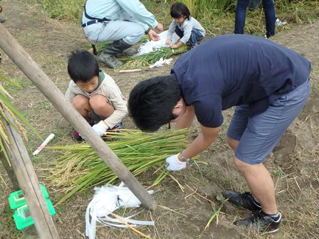 稲をまとめる