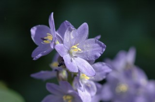 ミズアオイの花