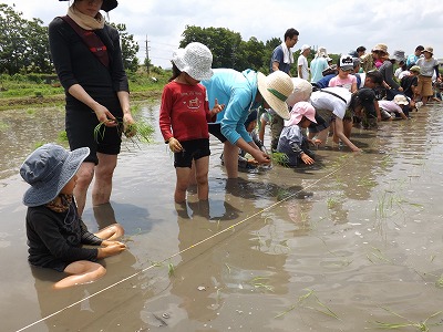 田植え