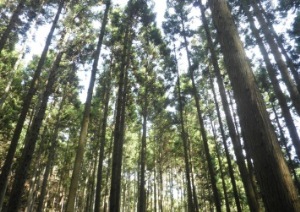 北部地域の森林