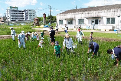 田んぼで水草とり