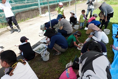 水草や生きものの観察