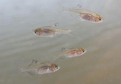 今年確認されたイタセンパラの稚魚