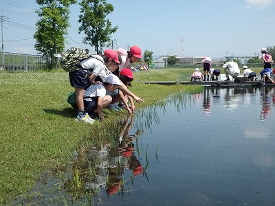 水辺ビオトープでの生き物観察