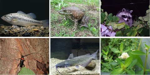 生体展示予定の特定外来生物の一例