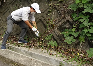 シンテッポウユリのつぼみを引き抜く