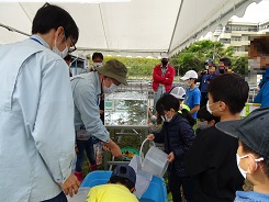 地引網でとれた生きものは水槽へ