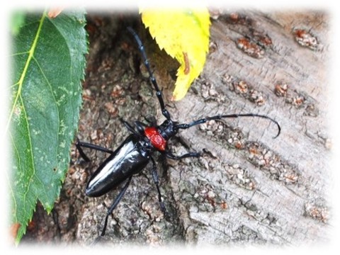 クビアカツヤカミキリの画像