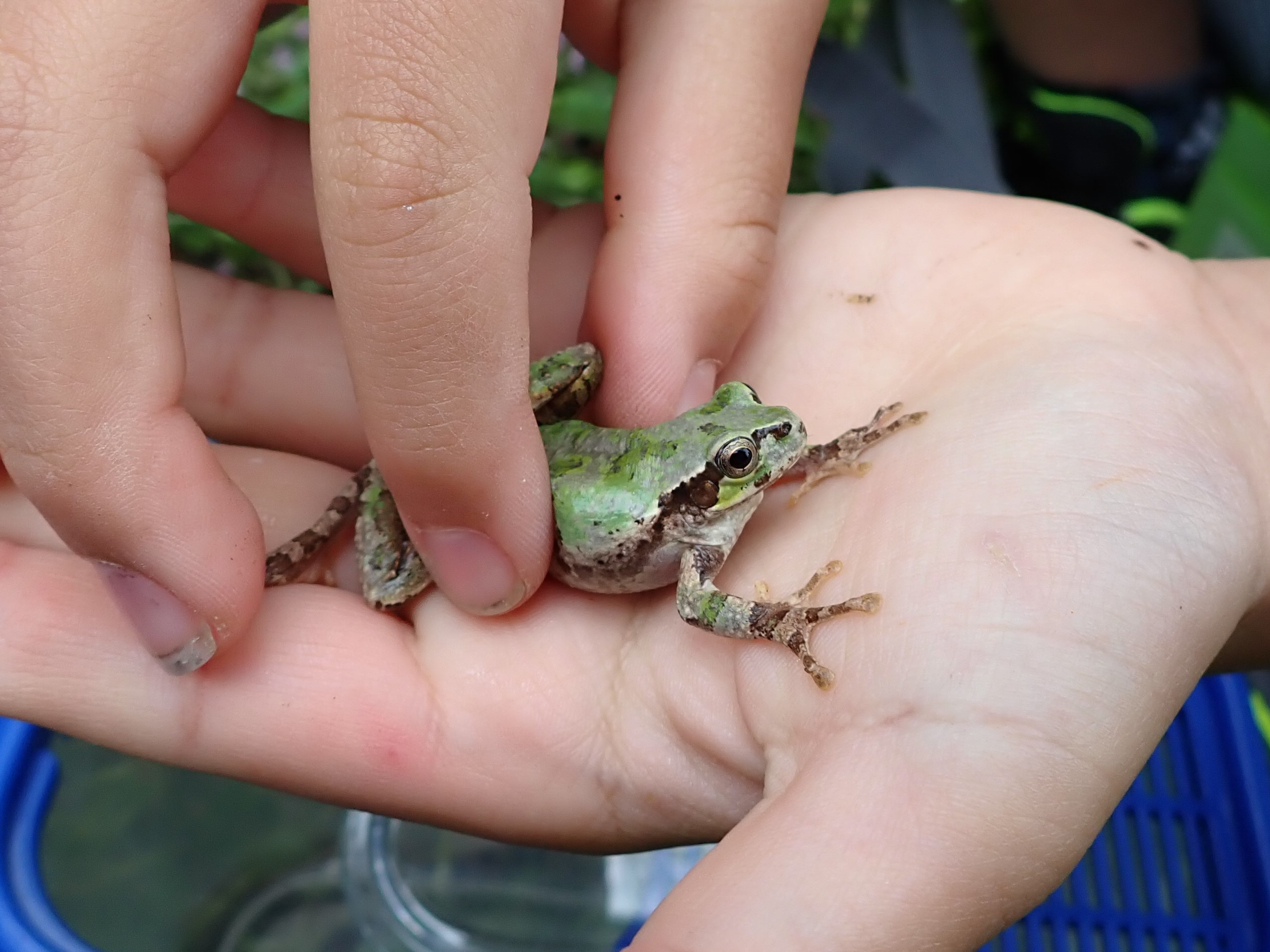 ニホンアマガエル