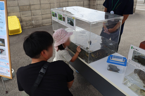 15_水辺の生きもの展示