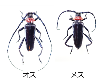 クビアカツヤカミキリ成虫