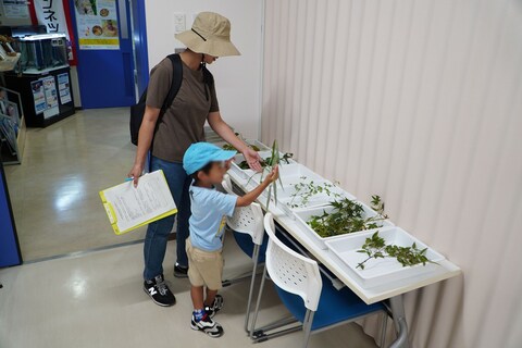 10_押し葉標本づくり