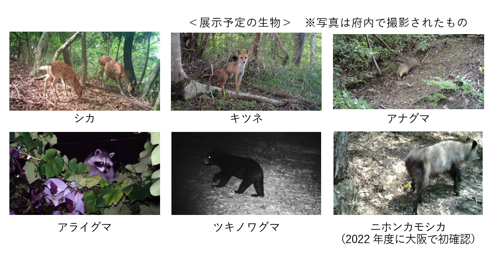 展示予定の生物