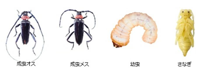 クビアカツヤカミキリ