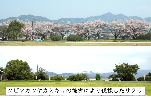 サクラ