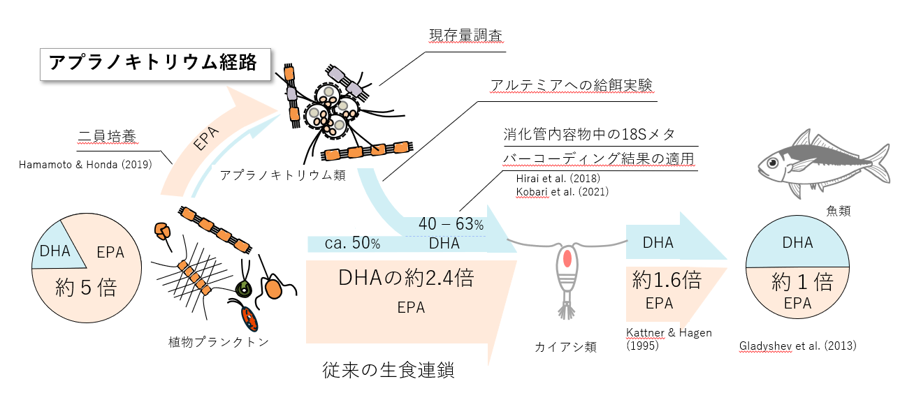 アプラノキトリウム経路 アプラノキトリウム経路