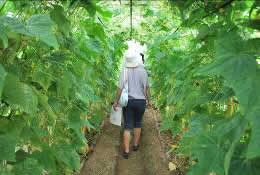 野菜の生育の学習