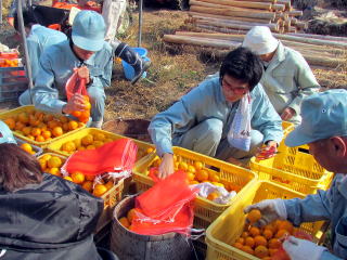 即売用のみかんの準備