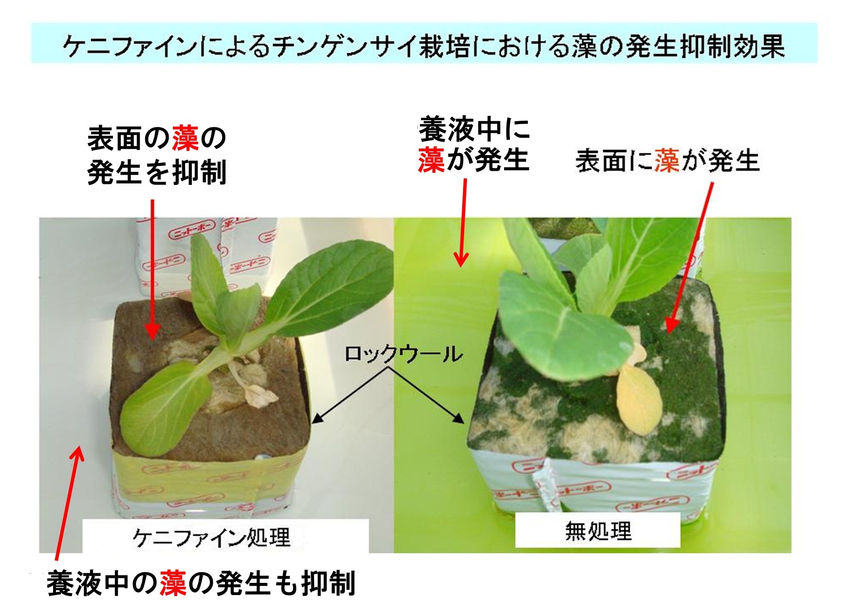 ケニファインによるチンゲンサイ栽培における藻の発生抑制効果