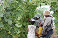 花や野菜の育ち方の学習と収穫