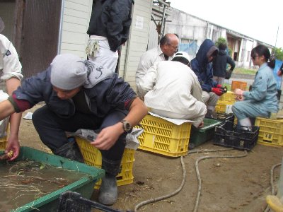 直売用野菜の準備