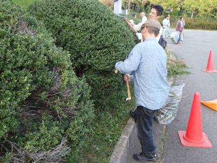 屋外実習（緑化樹の剪定）