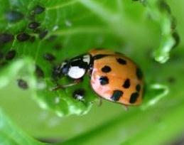 アブラムシの天敵　飛ばないナミテントウ